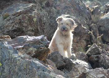 Chien en montagne